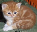 Gulli 6v